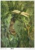  twarz kobiety, rośliny, pokrzywa* female face, plants, nettle* Weibliches Gesicht, Pflanzen, Brennnessel* rostro femenino, plantas, ortiga